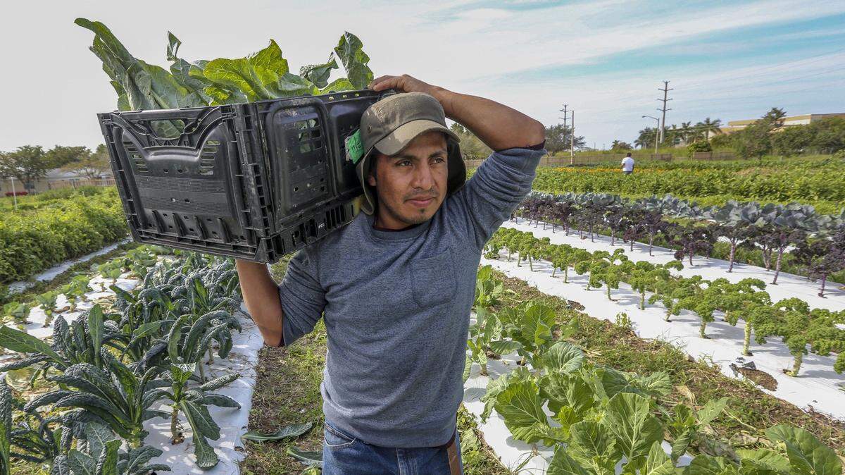 Julio Roblero, 30, carries handpicked produce at Verde Gardens on Friday, Jan. 25, 2019. Verde Gardens is a farming operation in Homestead that uses homeless and formerly homeless to help staff operations.