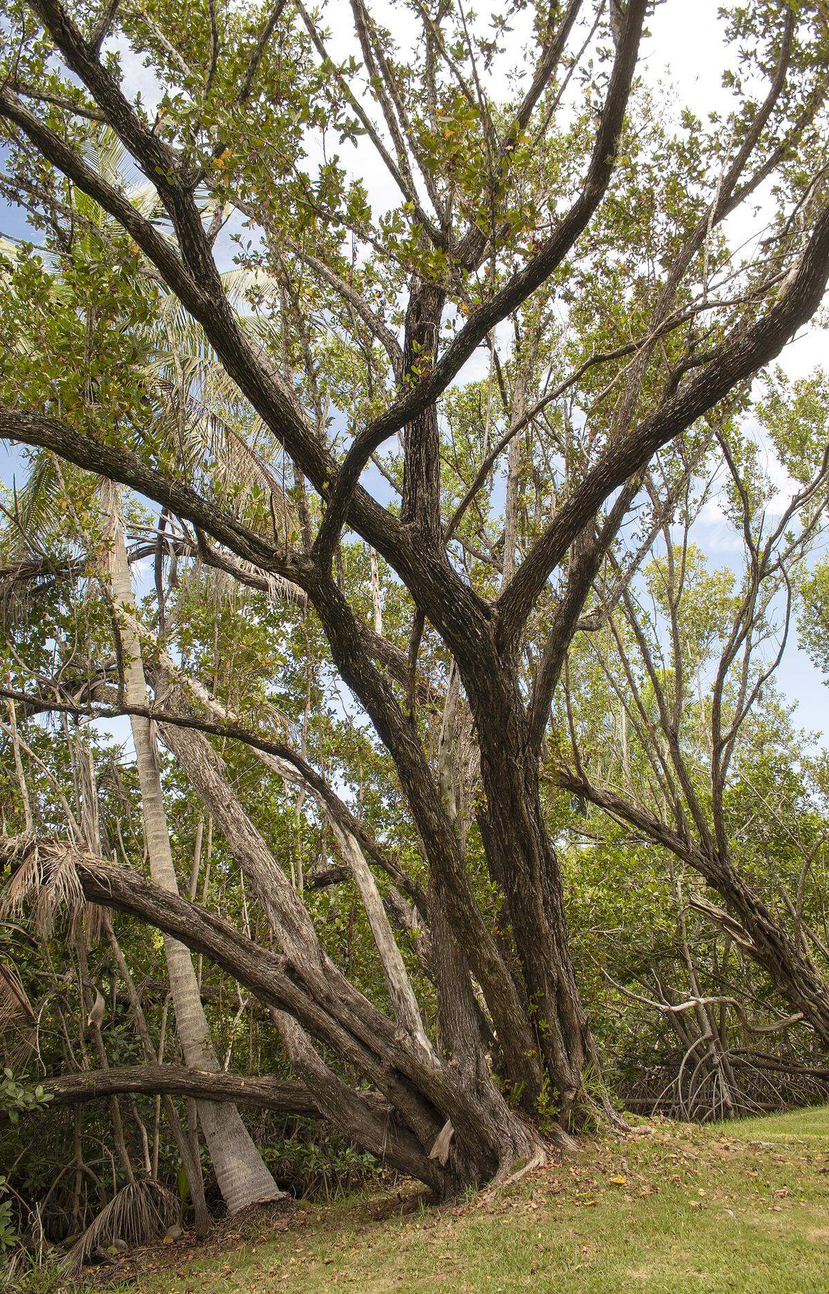 Green buttonwood grows taller and more treelike than the silver version.