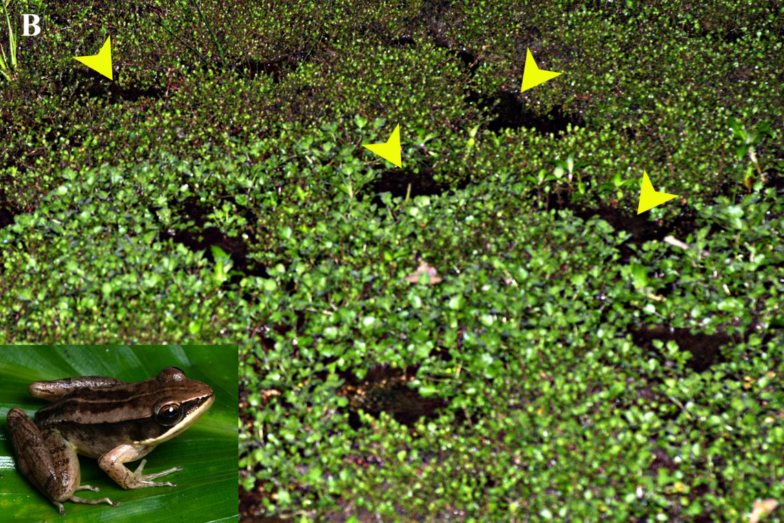 Researchers discovered the “robust” creatures calling from shallow water filled pits.