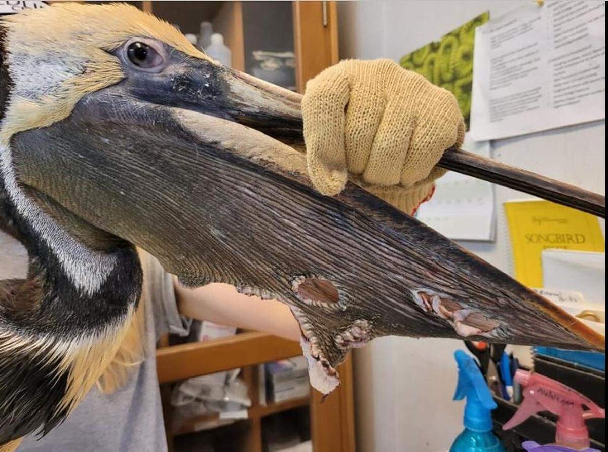 Feeding pelicans in Florida is illegal because fish carcasses and sharp bones can puncture their pouches, as seen in this file photo from the Florida Fish and Wildlife Conservation Commission.