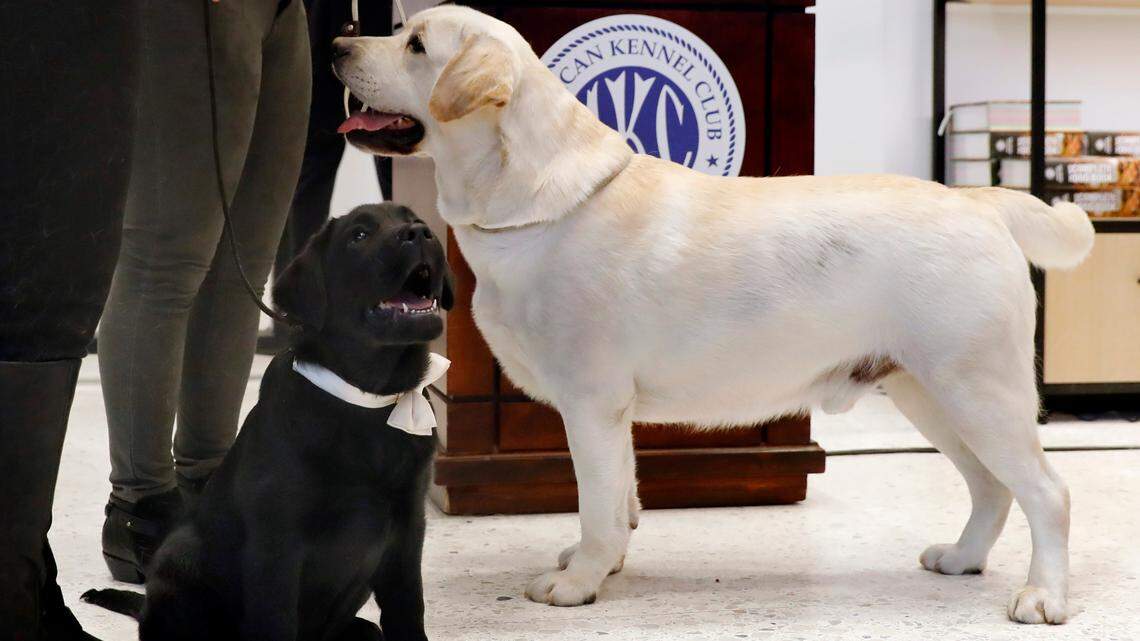 Labrador retrievers again top the list of the country’s most popular dog breeds.