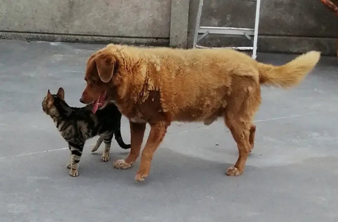 Bobi in 2022 licking one of his cat friends.