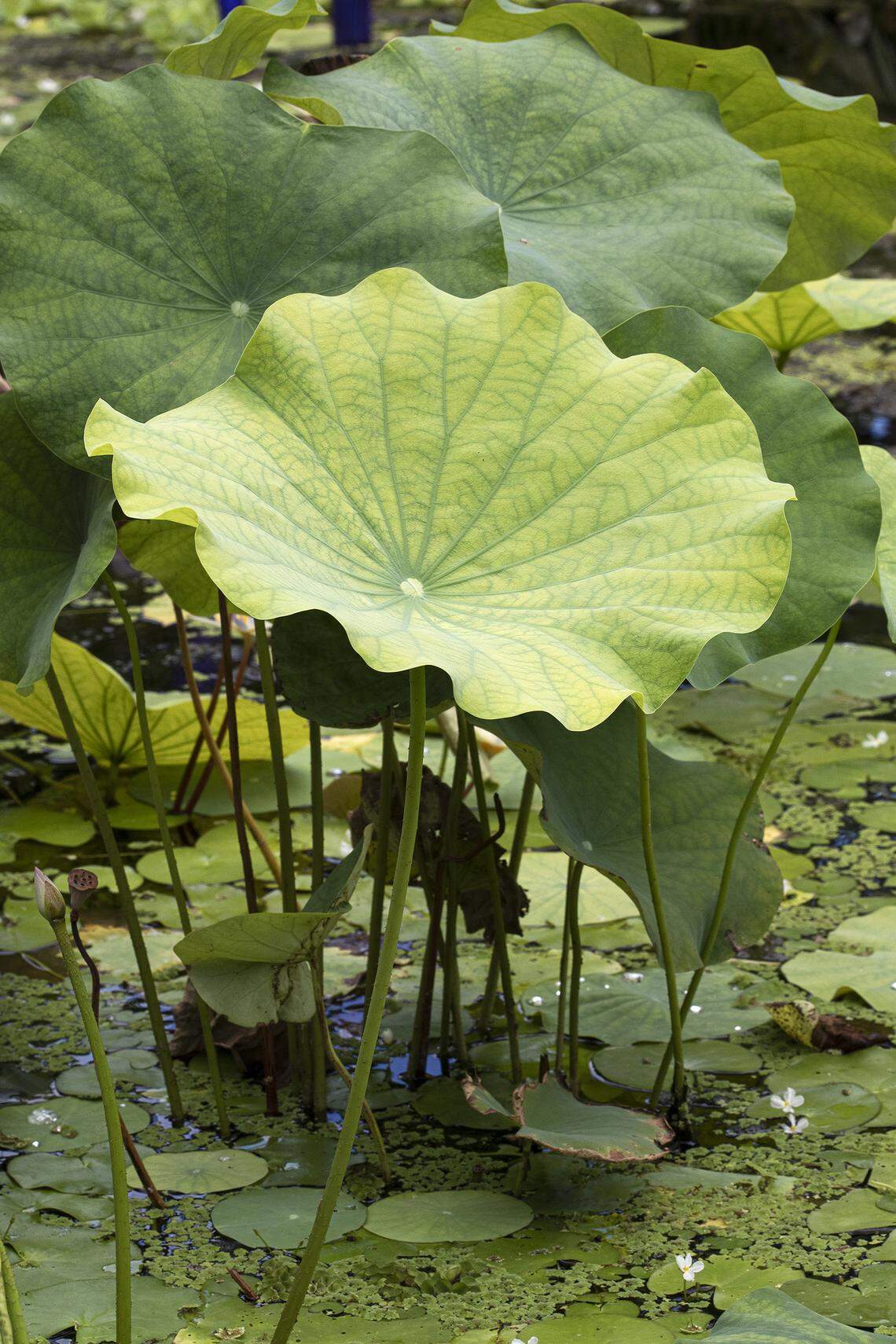 Lotus leaves can grow a foot or more across.
