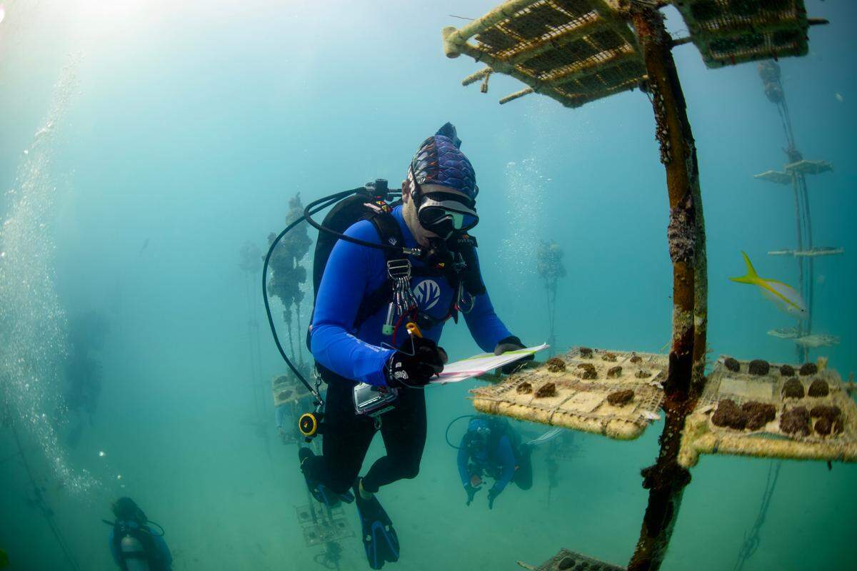 A Coral Restoration Foundation staff member counts and monitors coral fragments after returning them to the nursery on Nov. 20, 2023, off of the coast of Tavernier in the Florida Keys. These coral fragments were taken out of the nursery to enable their survival earlier in the year, and as temperatures cooled, were returned to the ocean.