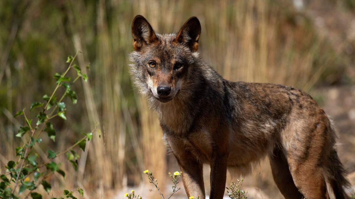 TOPSHOT - A wolf stands at the Iberian Wolf Centre in the Sierra de la Culebra near the village of Puebla de Sanabria on July 28, 2021. - Spain's total ban on wolf hunting has delighted some and dismayed others, notably in the livestock farming heartlands of the northwest -- a paradise for the Iberian wolf. The ban, which came in force on September 22, 2021, brings northern Spain, where controlled hunting has been permitted, in line with other areas of the country where it has long been prohibited. (Photo by PIERRE-PHILIPPE MARCOU / AFP) (Photo by PIERRE-PHILIPPE MARCOU/AFP via Getty Images)