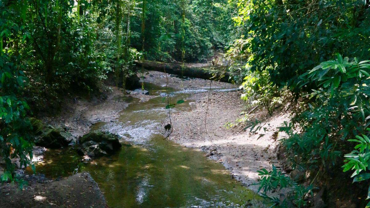 In the intermittent ponds of Borneo, protective animal parents carry their young to the water.
