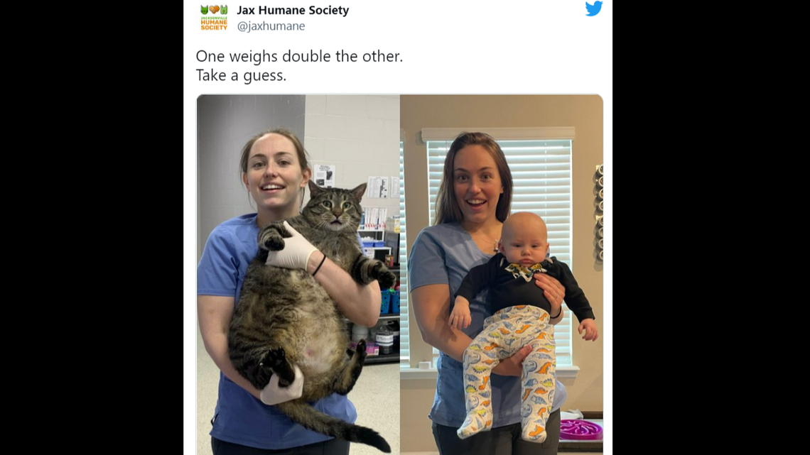 “He’s roughly the size of a barge,” the shelter staff wrote on Facebook.