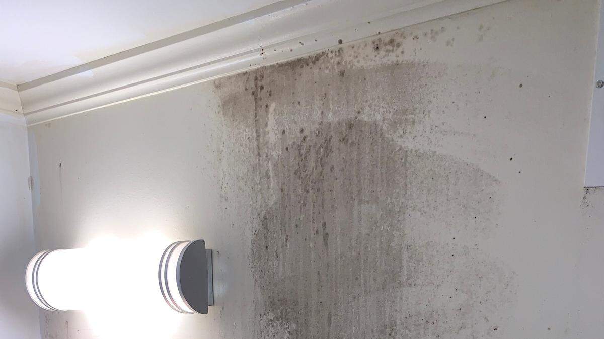 signs of mold in house