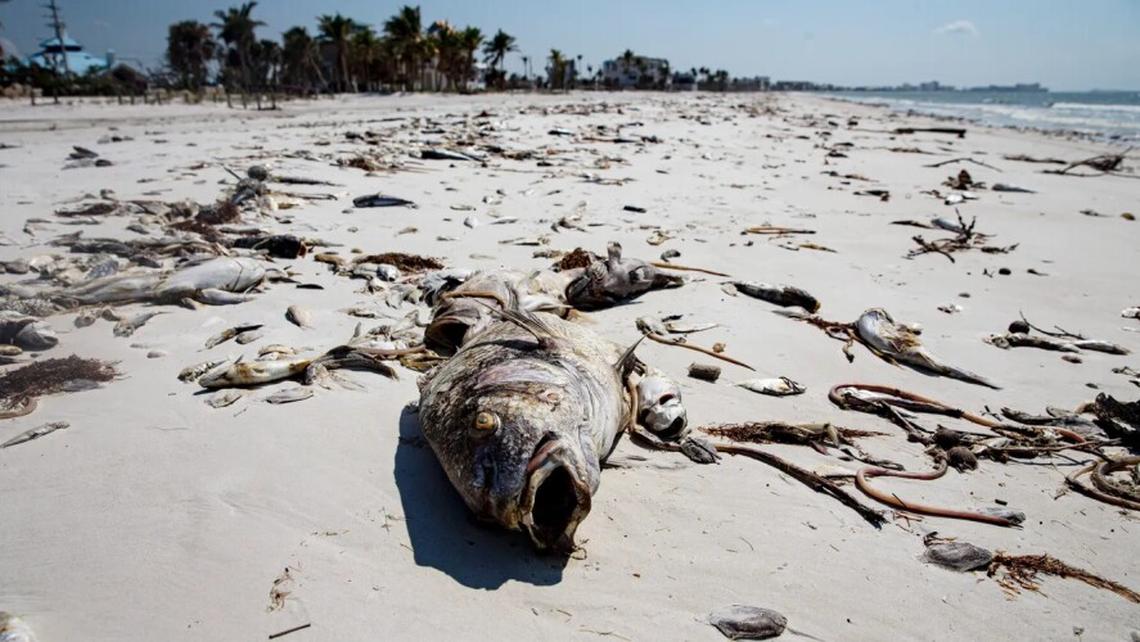 Red tide, or toxic blooms of algae that bloom in the Gulf’s warm waters, kill thousands of fish and can sicken humans. In a tourist-heavy area like Sarasota, red tide can chase away beachgoers.
