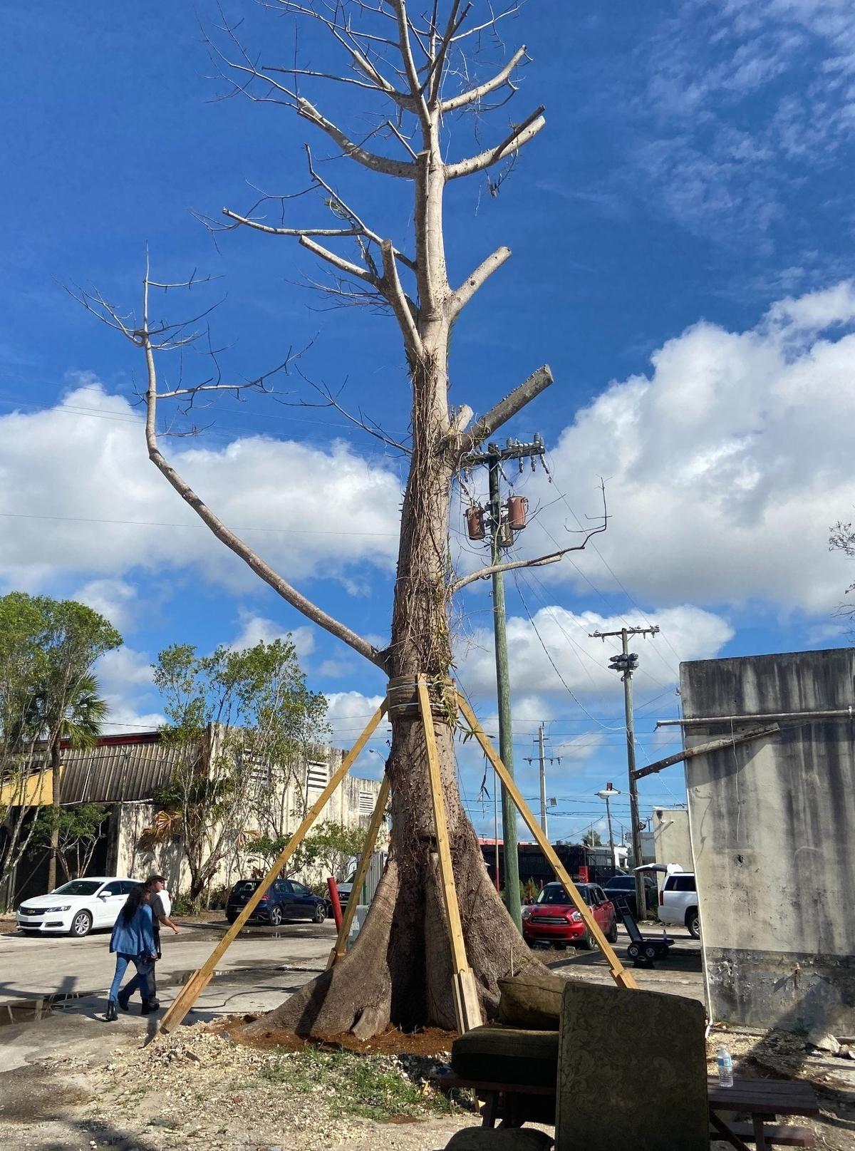 A kapok or ceiba tree transplanted from a site in the Redland where it was slated for destruction stands in the yard of a former mattress factory in Hialeah that’s being converted into a music and entertainment venue called Factory Town by developer Avra Jain and partners.