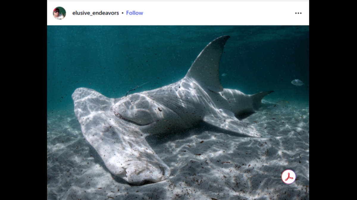Great hammerheads have only one known enemy, the killer whale, but closer inspection of the carcass revealed this was not a case of an attack.