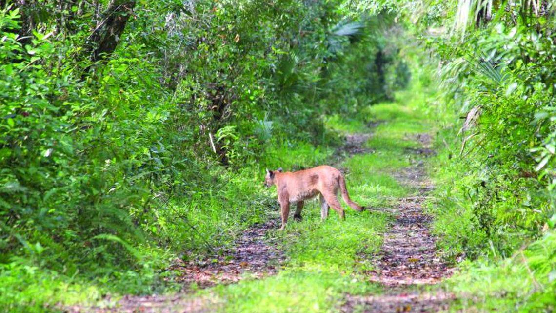 Twenty-seven Florida panthers have been killed in 2024 as of Nov. 11, an increase of 14 deaths from the previous year, according to wildlife officials.