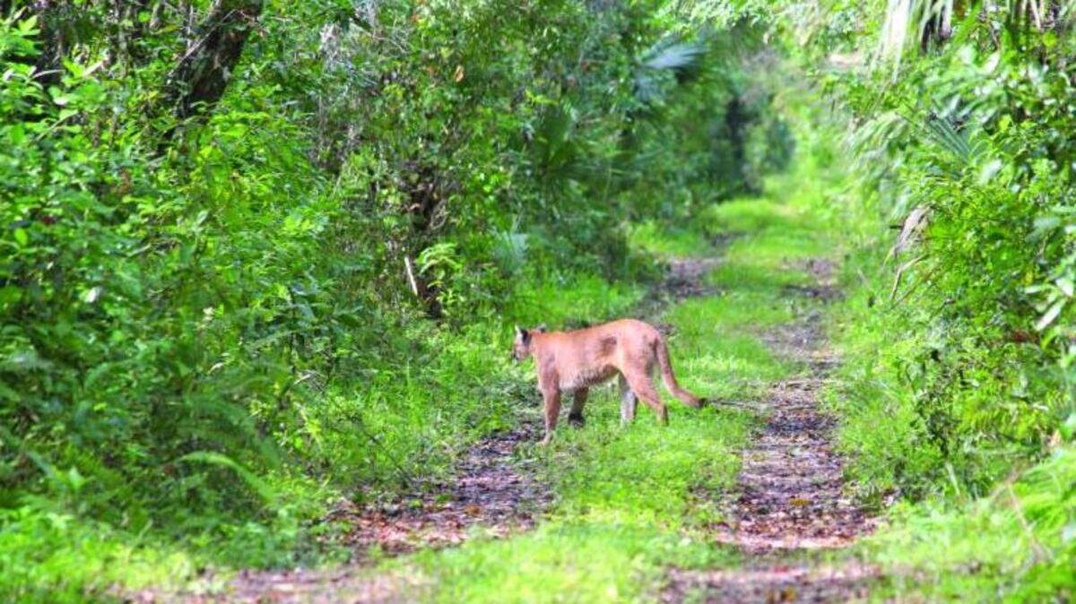 Twenty-seven Florida panthers have been killed in 2024 as of Nov. 11, an increase of 14 deaths from the previous year, according to wildlife officials.