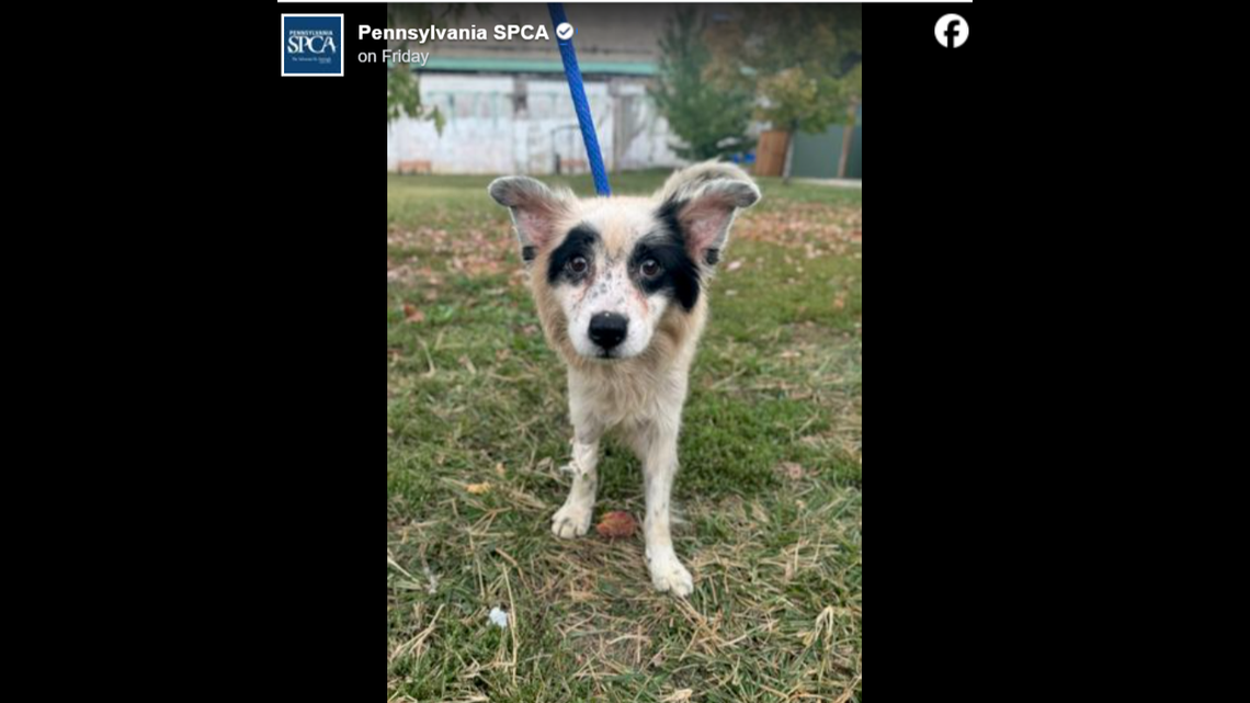 Brutus is slowly on the mend.