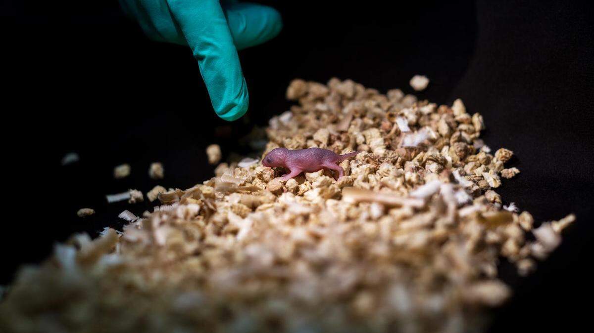 Scientists in China used genetic tools like CRISPR  to allow same-sex mice parents to have children. Two mom mice were able to have healthy, fertile children, but those from two males only survived a short time. One of the pups is pictured here.