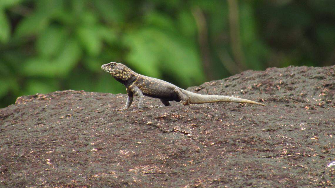 A Tropidurus madeiramamore, or Madeira-Mamoré collared lizard, standing alert on a rock.