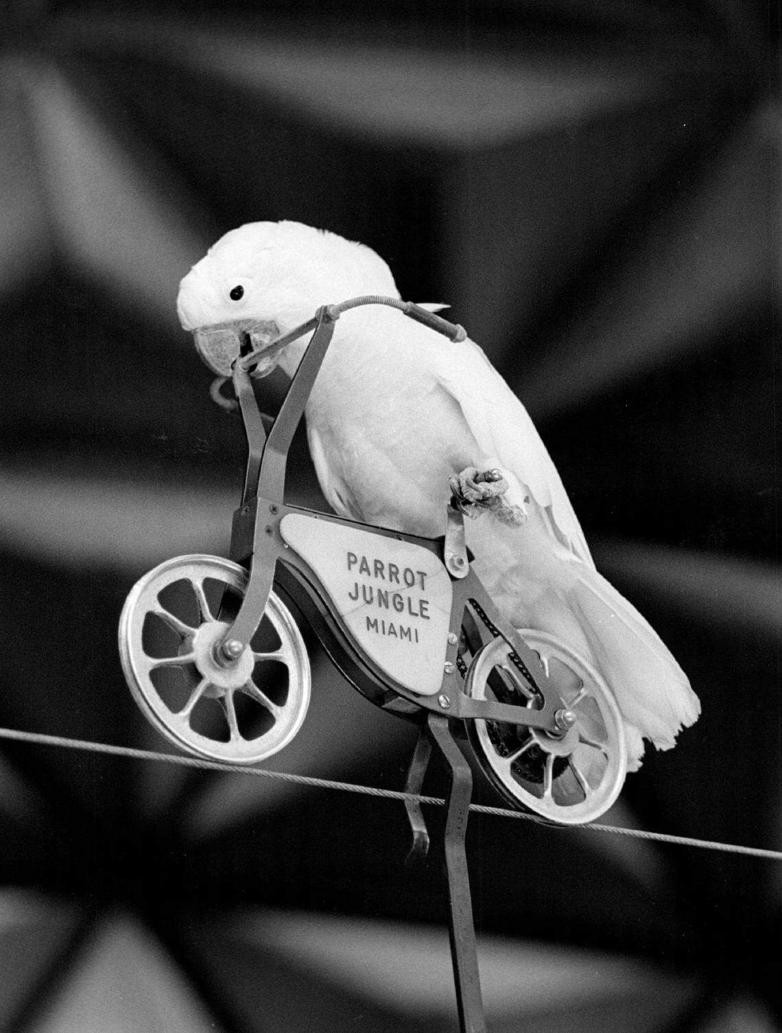 This Parrot Jungle resident takes to the bicycle for a better look at the attraction’s natural Florida hammock at the original site in Pinecrest.