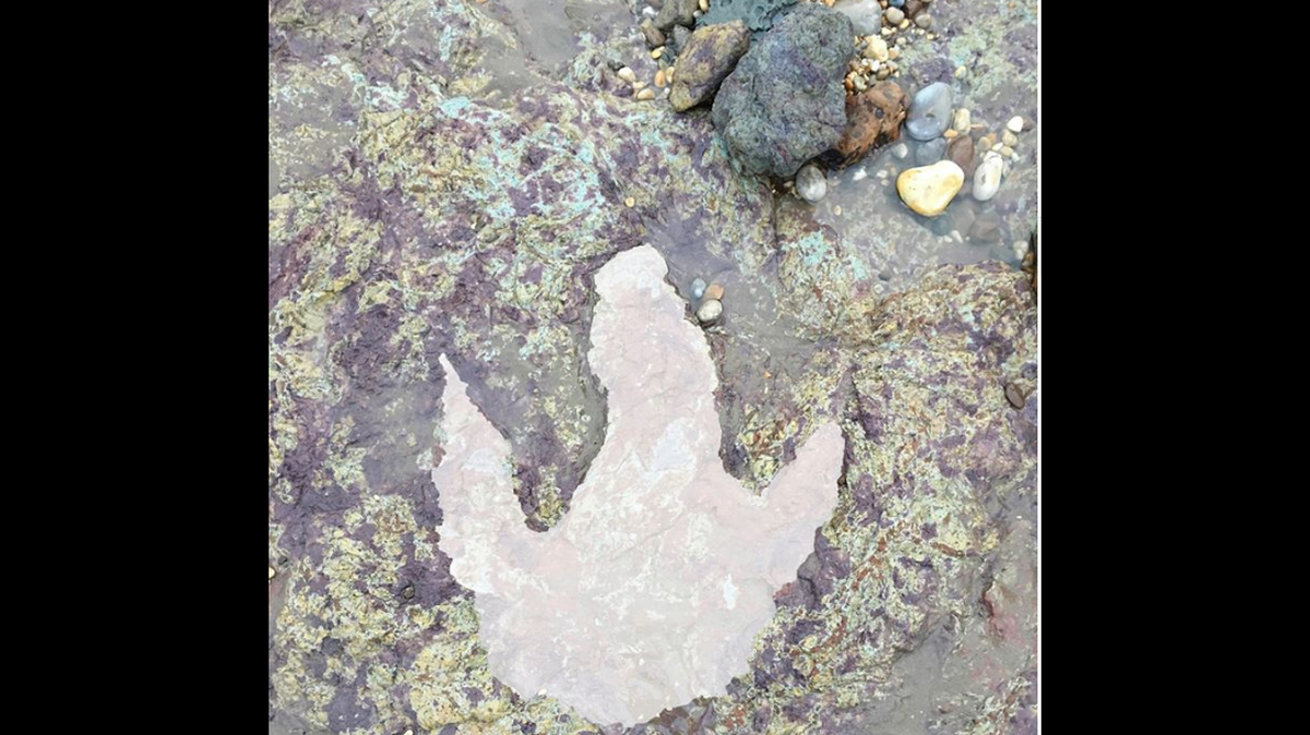 It is believed the track is from a Neovenator or a Baryonyx, giant lizards that walked on two legs, had small front arms and ranged in size from 24 to 32 feet.