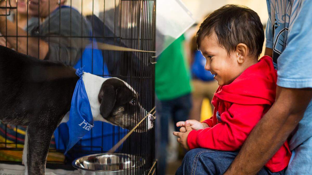 You can adopt a new friend at the Mega Match-A-Thon adoption event in Tropical Park.