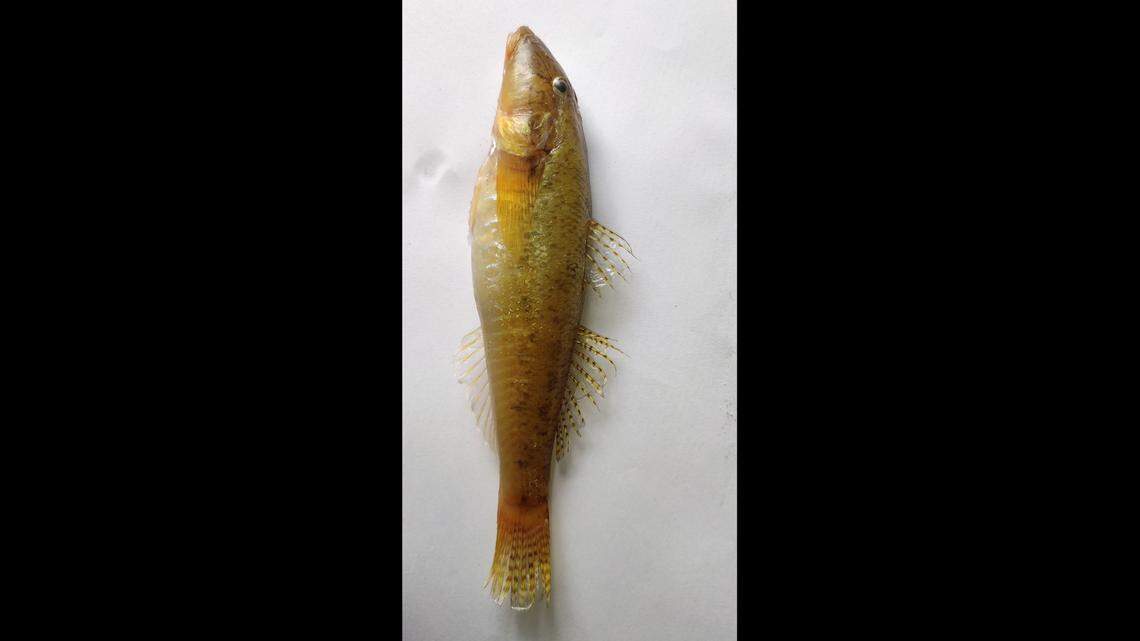 The new species of fish as a yellow body and orange, striped tail, researchers said.