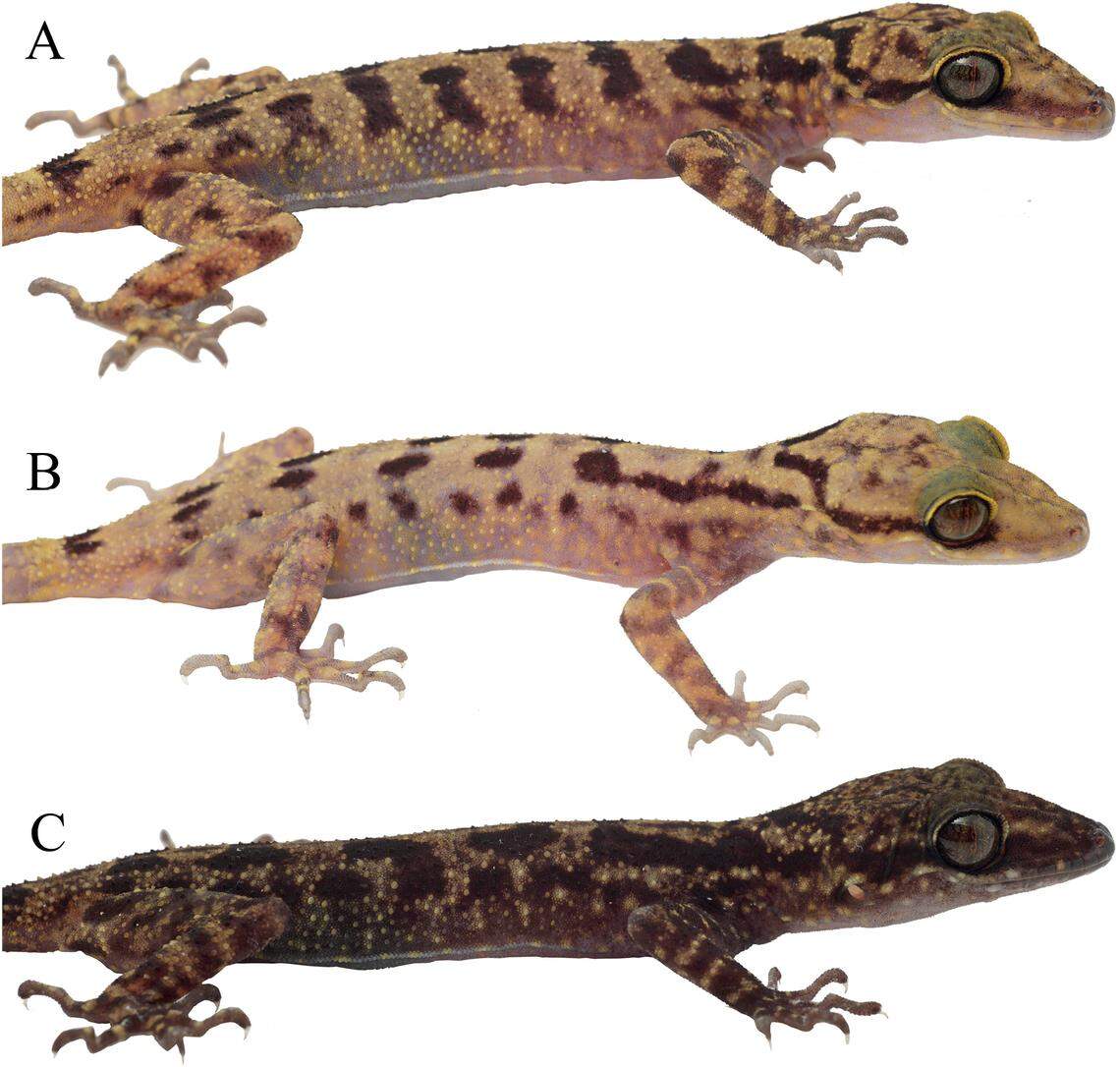 Three Gonjong bent-toed geckos showing the species’ color variation.
