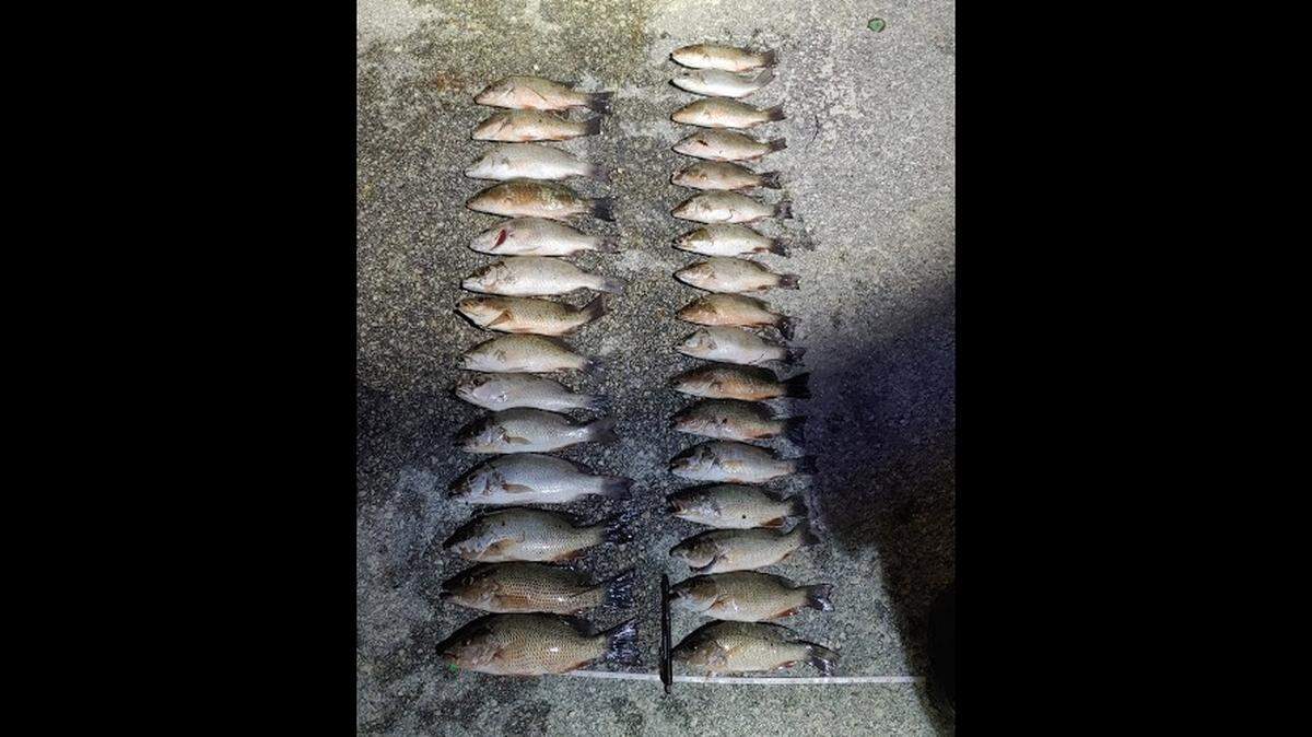 The 31 undersized mangrove snappers Monroe County Sheriff’s Office says a deputy found in a fisherman’s bucket