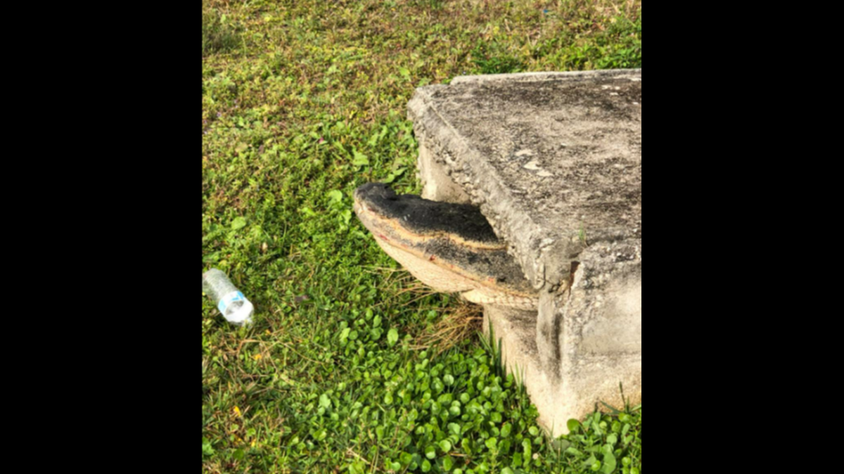This large snout sticking out of a Florida storm drain was connected to a 10-foot, 6-inch alligator, according to the Cape Coral Fire Department.