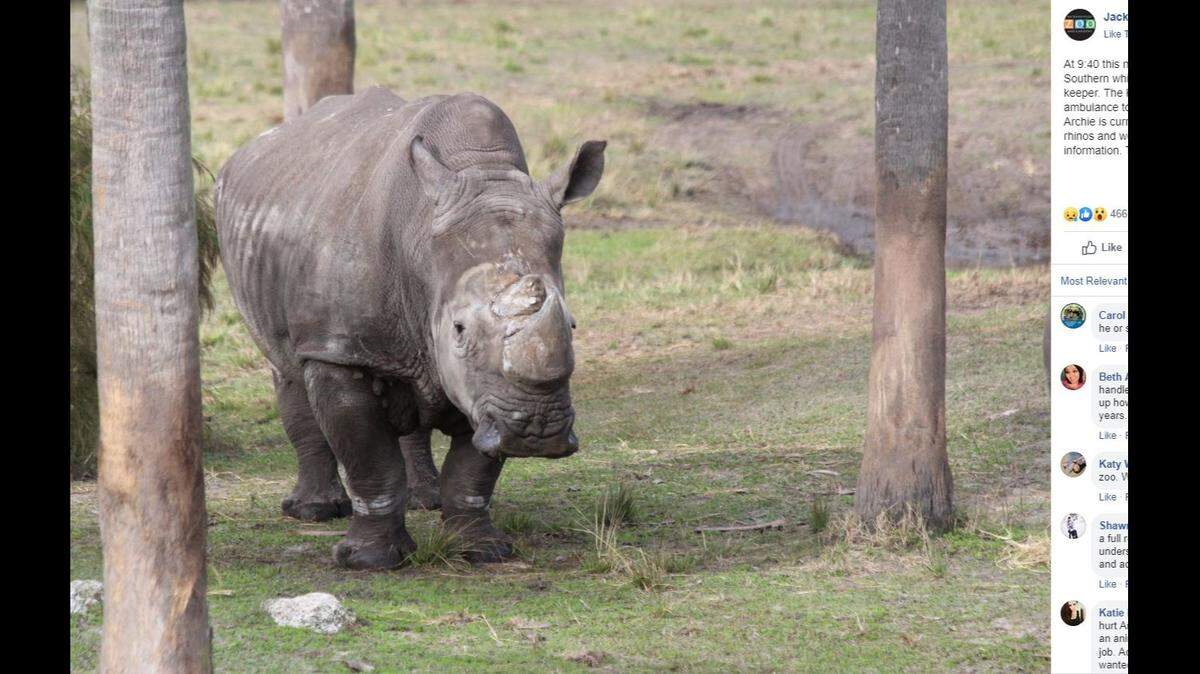 Archie, a 50-year-old Southern white rhinoceros, in the Facebook post announcing the zookeeper’s injury.
