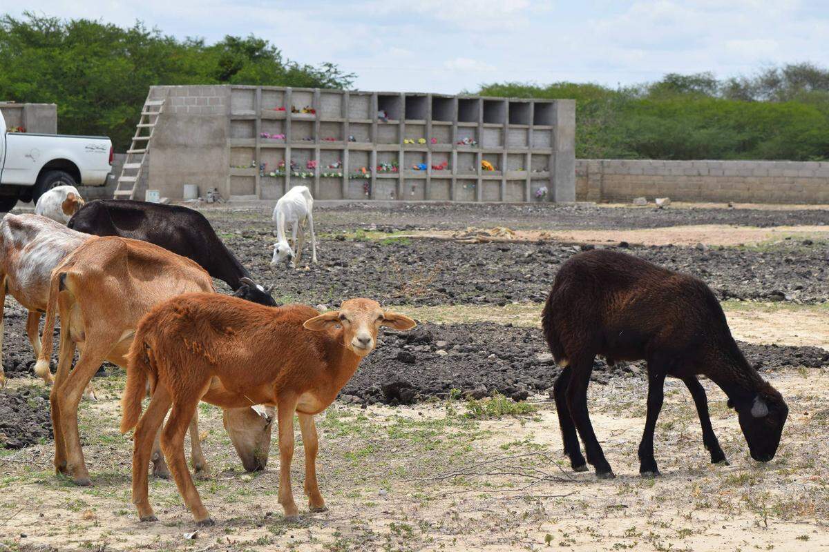 Goats graze at the “People Like Us” cemetery in northern Colombia. Amid Venezuela’s migratory crisis, the cemetery has been providing free funerals and crypts for destitute Venezuelans who die in Colombia and might otherwise end up in communal graves.