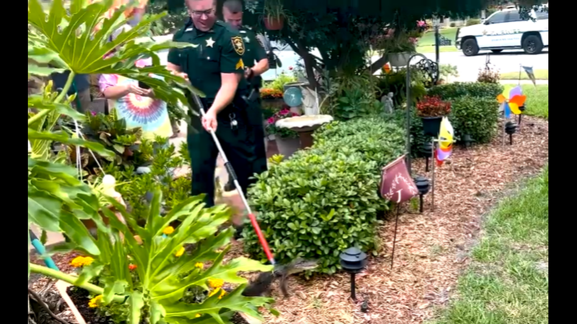 Strange sounds coming from a flowerbed can be a dangerous thing in Florida, and one homeowner got a surprise when the ruckus proved to be an alligator about the size of a dachshund.