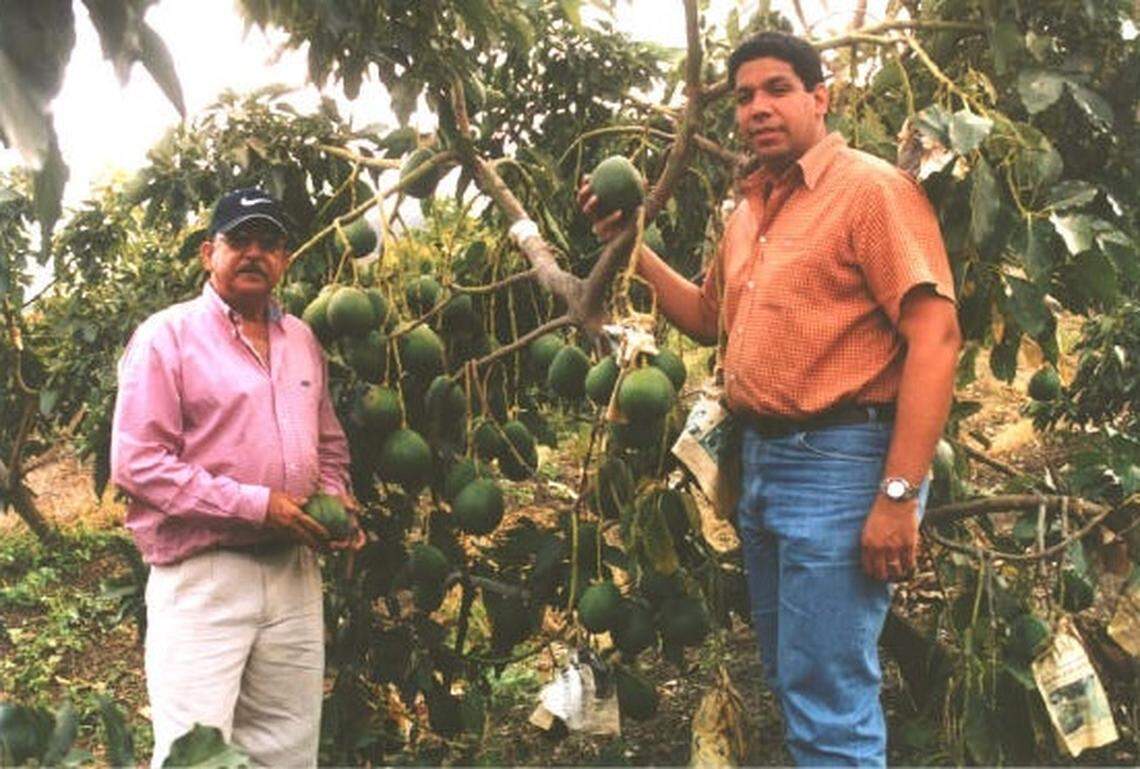 The Carla avocado tree was discovered in the Ocoa River Valley in the Dominican Republic in 1994.