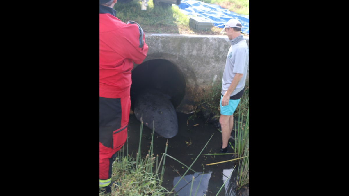 The back end of this 8.5-foot manatee was found sticking out of a culvert under U.S. 19 in Port Richie, Florida, according to the Florida Fish and Wildlife Conservation Commission.