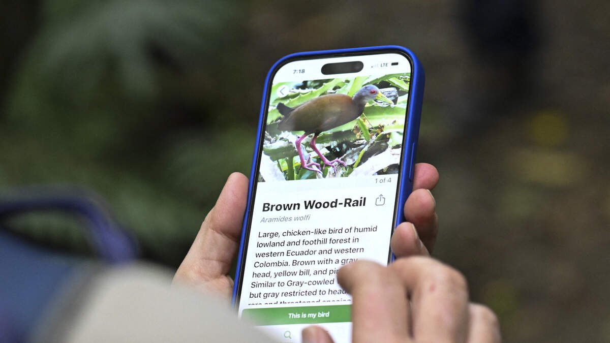 A birdwatcher looks for bird references in an app on his mobile phone during the Colombian Bird Fair in Cali, Valle del Cauca department, Colombia, on February 13, 2026.
