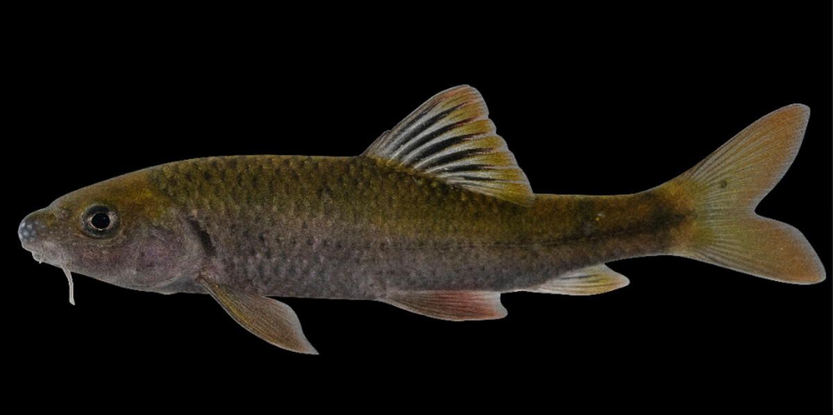 The species is about 4 inches long with a purple belly, researchers said.