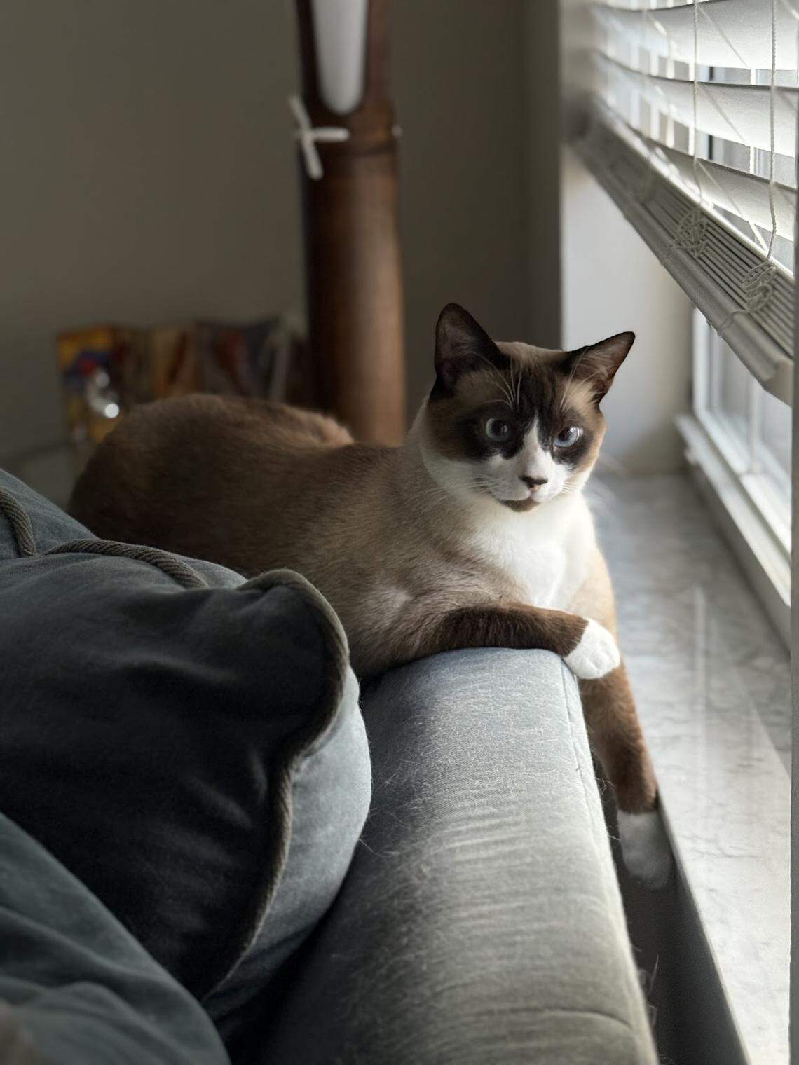 Janet Jara’s Miso placed fourth in the Miami Herald’s Cutest Cat Contest. The snowshoe cat from Miami “loves stealing and playing with hair ties.”