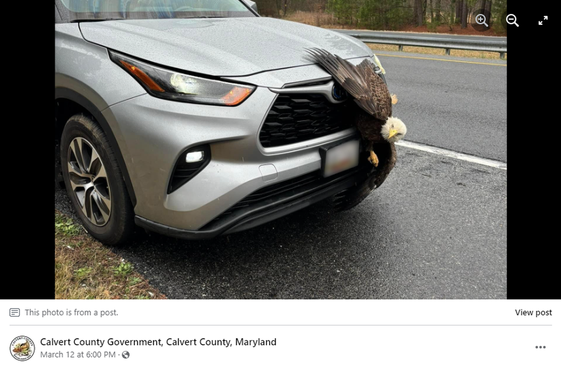A bald eagle became trapped on the grille of a car in Maryland when it collided with the vehicle, deputies said.