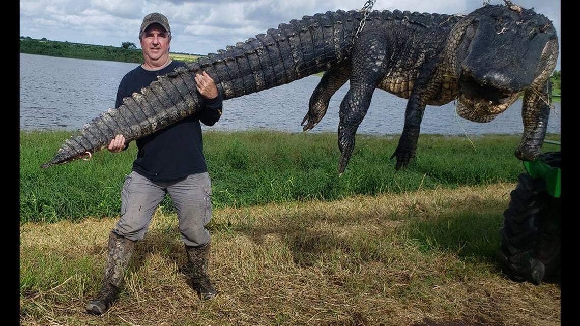 Professional hunting guide Doug Borries reports he killed a 13-foot, 4-inch alligator near a South Florida lake
