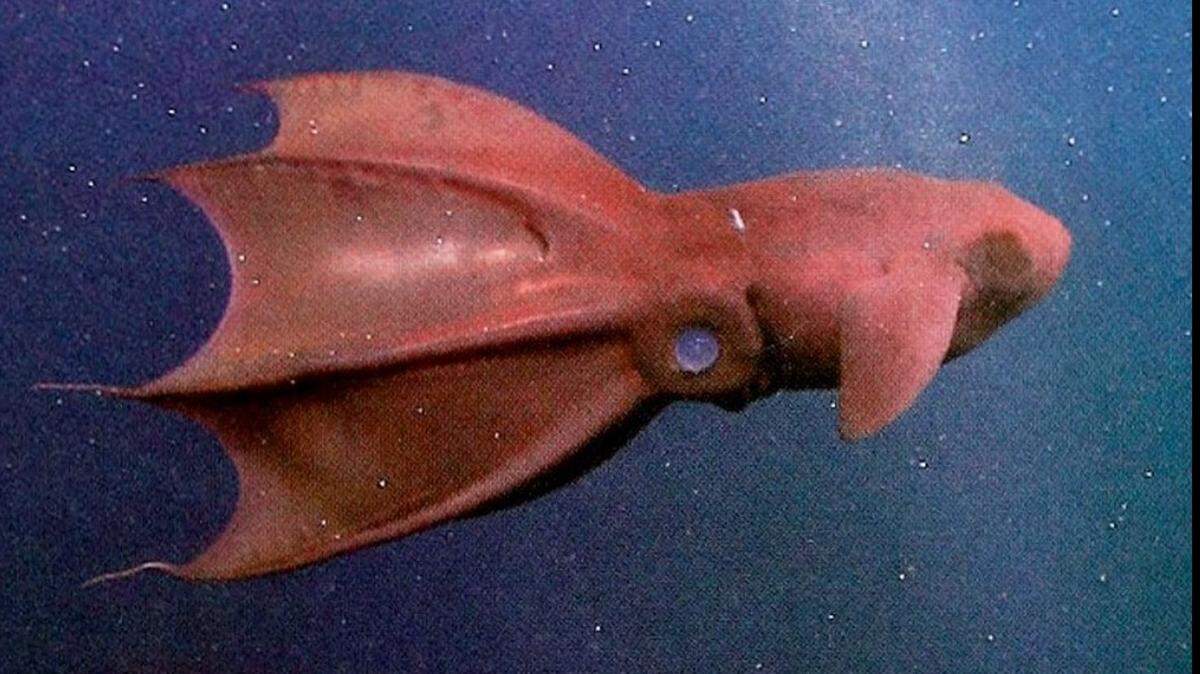 A bioluminescent organ vampire squid/FWC Facebook