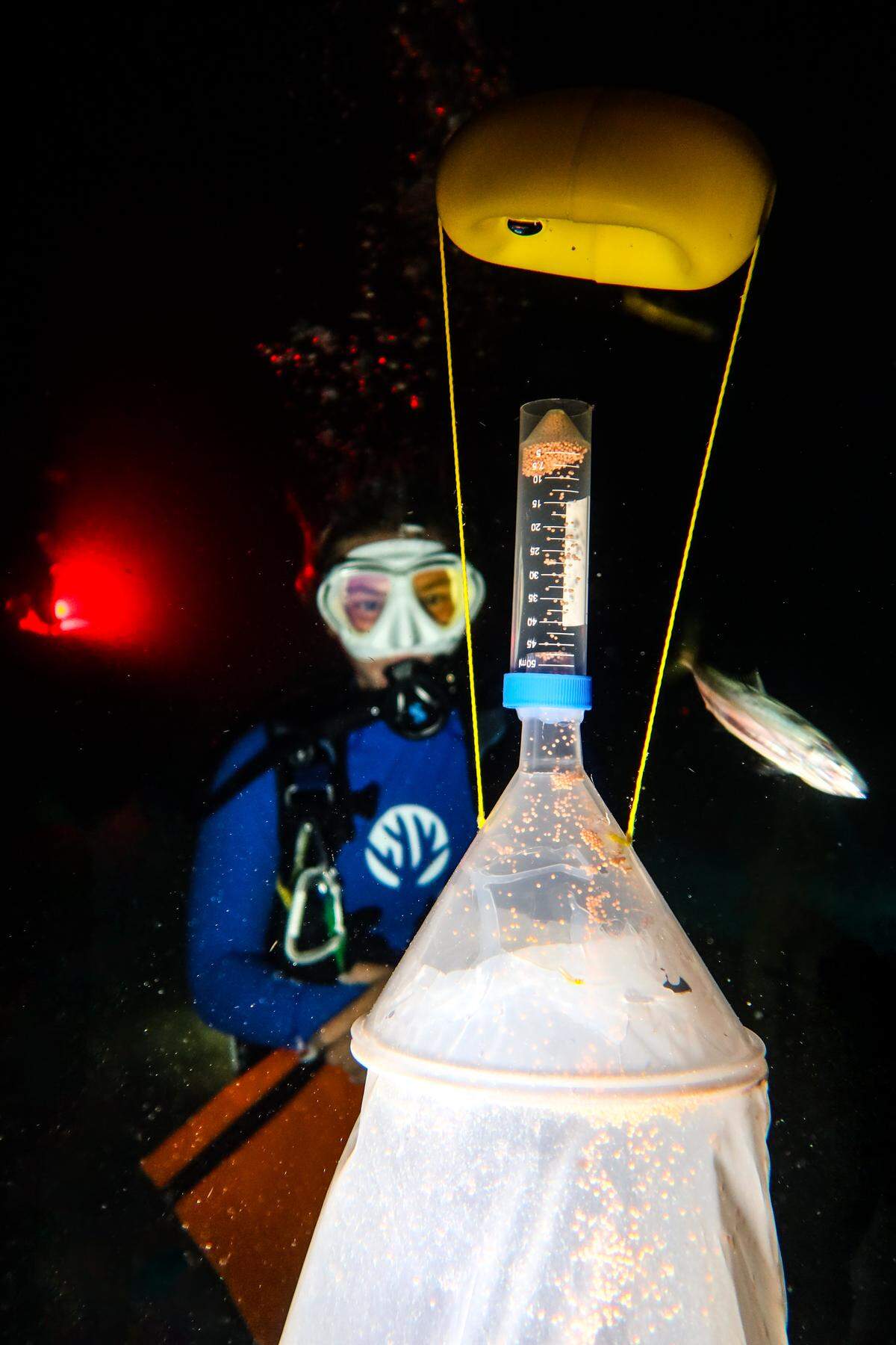 Coral reproductive cells float up to the top of the net to a vial on Wednesday night.