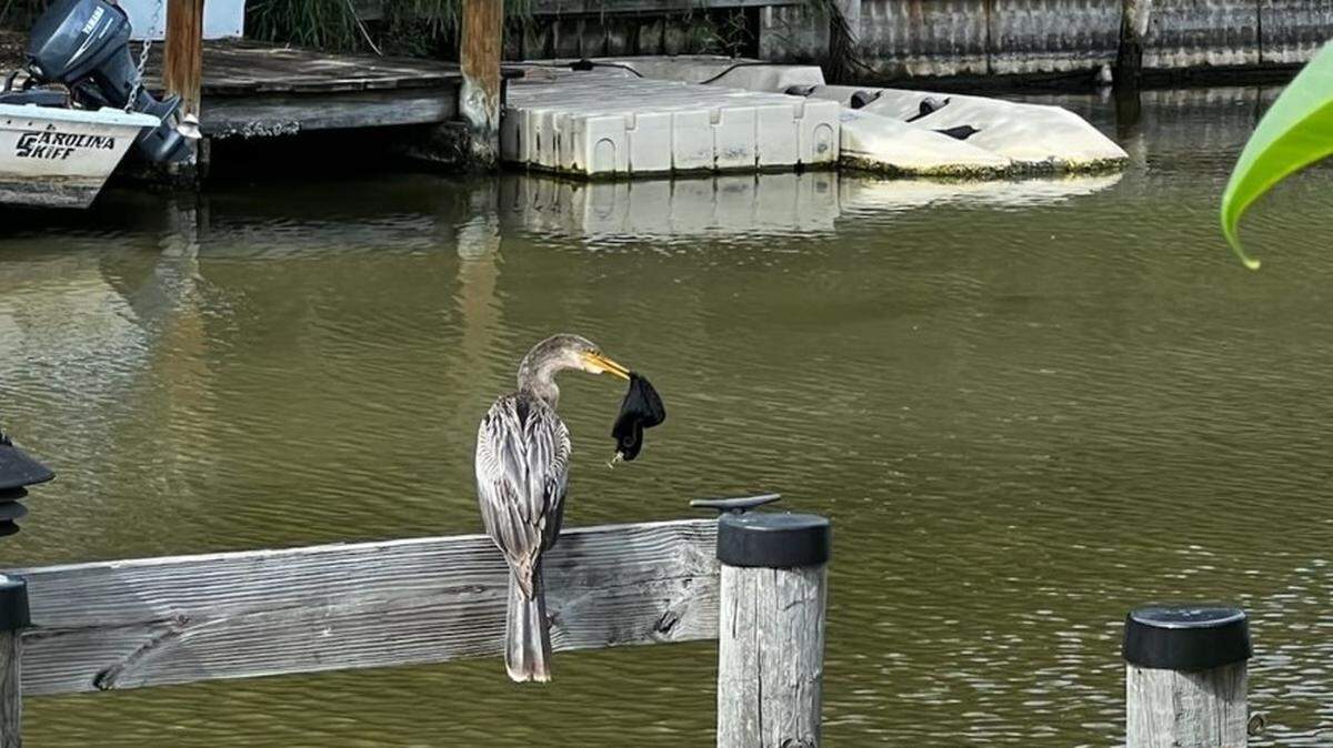 Anhinga with underwear stuck to its beak in Satellite Beach, Florida