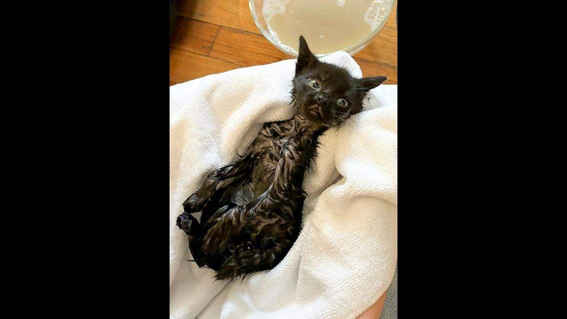 Applesauce during a bath, according to the ARL.