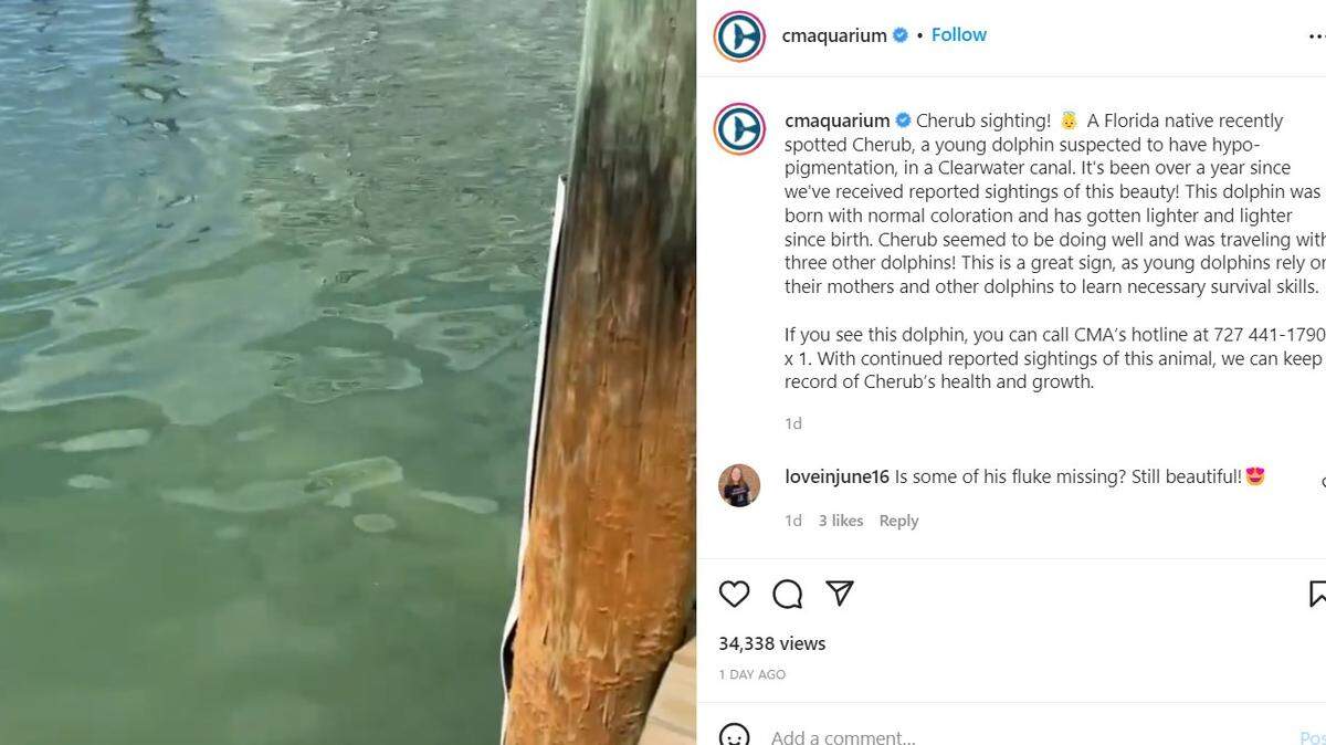 White dolphin in Clearwater/CMA Instagram