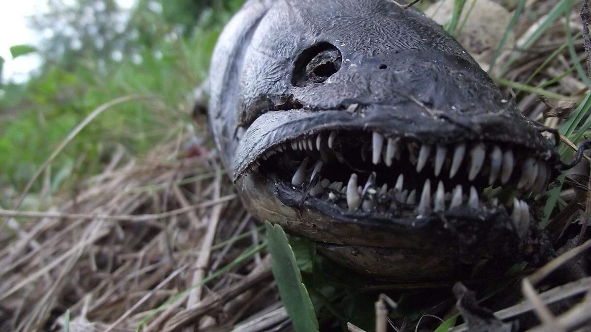 This dead fish found in Florida is at the center of a strange debate on social media, with some insisting it’s too ugly to be real.