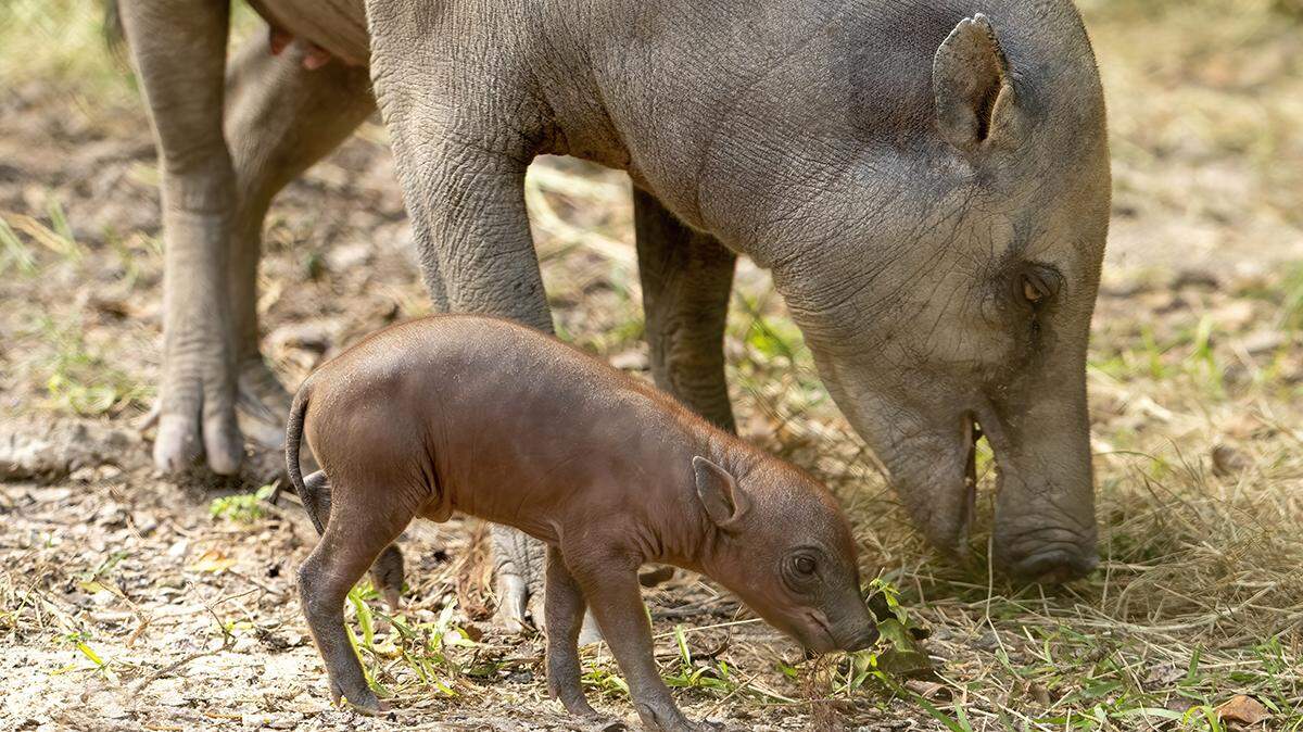 A mother and baby babirusa, a type of wild pig from Indonesia, graze in a field at Zoo Miami.