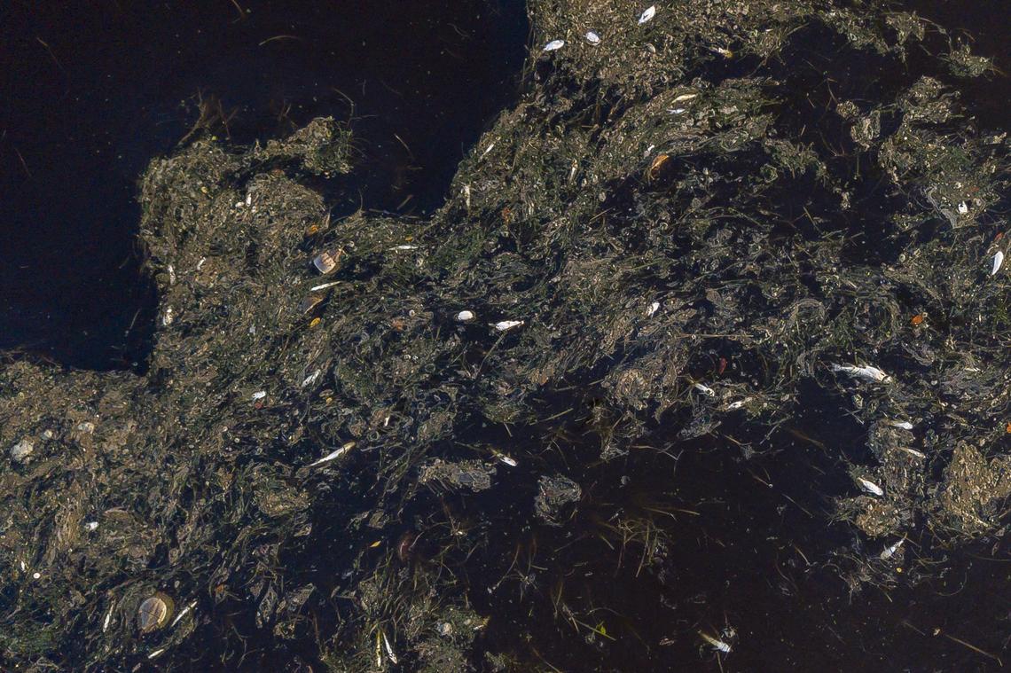 Dead fish float in a creek in Ding Darling National Wildlife Refuge in Sanibel in August 2018. 
