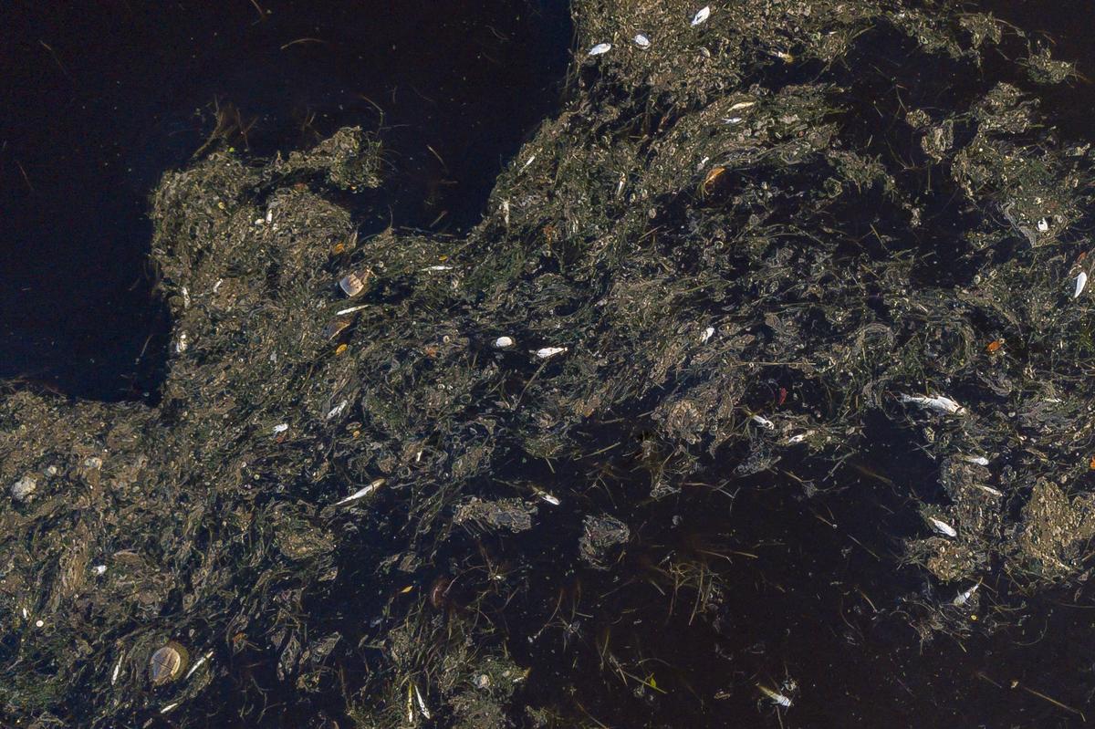 Dead fish float in a creek in Ding Darling National Wildlife Refuge in Sanibel in 2018.