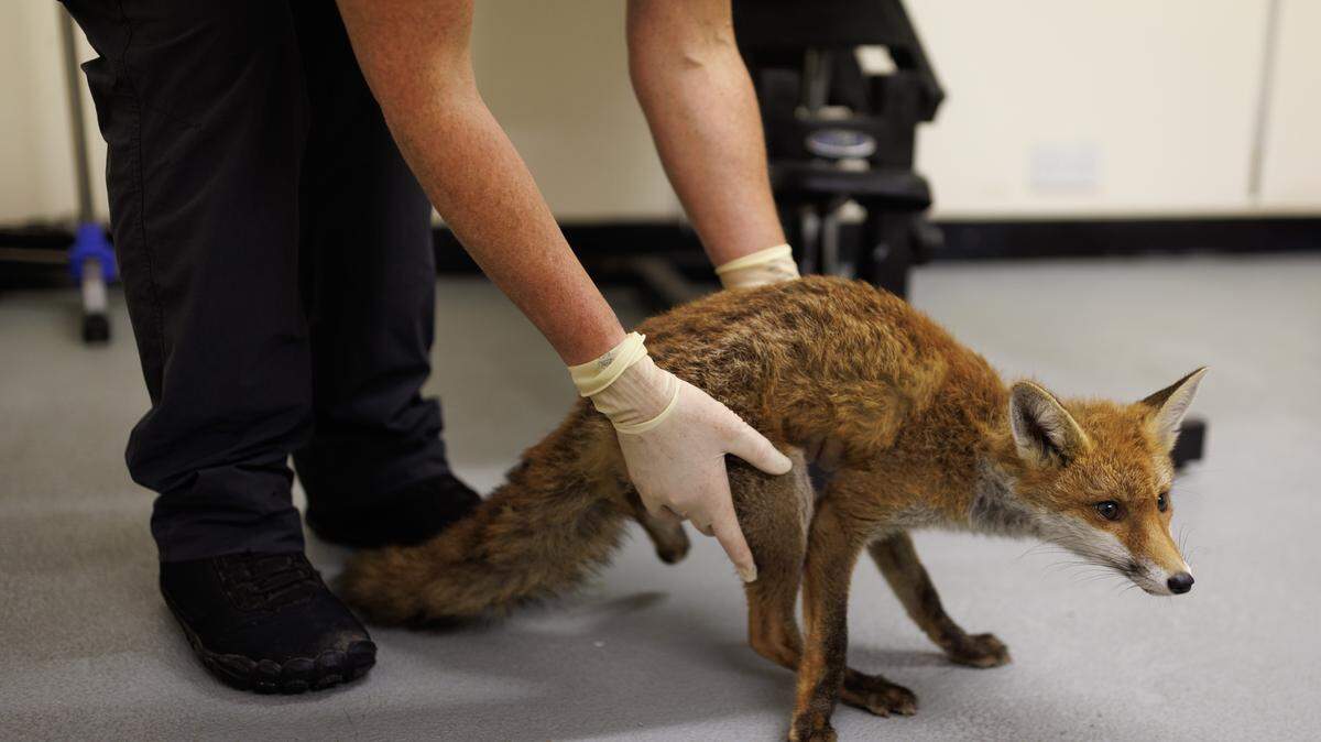 PADDOCK WOOD, ENGLAND - SEPTEMBER 06: A fox named as 'Depp', that was found hanging upside down in a plum tree, is checked for injuries at the Fox Project's 'Den' office on September 06, 2024 in Paddock Wood, England. The fox was reported by a member of the public whose dogs had alerted them to its misadventure. The animal was taken to the Fox Project's 'Den' facility to be checked over and would be later sent to the vet for an x-ray with a suspected leg injury. The Fox Project is a wildlife charity rescuing and rehabilitating sick and injured foxes and orphaned cubs. Operating daily, their specialised ambulances cover Kent and Greater London, transporting foxes to their Paddock Wood hospital for medical care and cubs to 'foster' gardens for recovery. The charity's goal is to nurture the animals back to health and independence for their eventual release, while also providing public guidance on humane deterrents and fox protection. The red fox, Vulpes vulpes, is an omnivorous mostly nocturnal mammal, widespread across the whole of mainland Britain and the Isle of Wight with populations estimated to be between 150,000 and 450,000. Numbers fluctuate depending on the time of year, with many cubs born in springtime but with a 60% mortality rate. While numbers in urban areas continue to rise, it is estimated that there has been an overall decline in the species by 40% in the UK between 1995 and 2019, according to a British Trust for Ornithology (BTO) survey. Figures that can be attributed to loss of rural habitat and the expansion of urban areas, within which foxes can easily adapt and thrive. Foxes divide opinions, either loved or maligned, and often villainised in popular culture, seen by many as crafty and devious creatures most famously Beatrix Potter's' Peter Rabbit. A hunting ban was introduced by the Labour Government in 2004 which banned the use of dogs to hunt foxes and other wild mammals in England and Wales. (Photo by Dan Kitwood/Getty Images)
