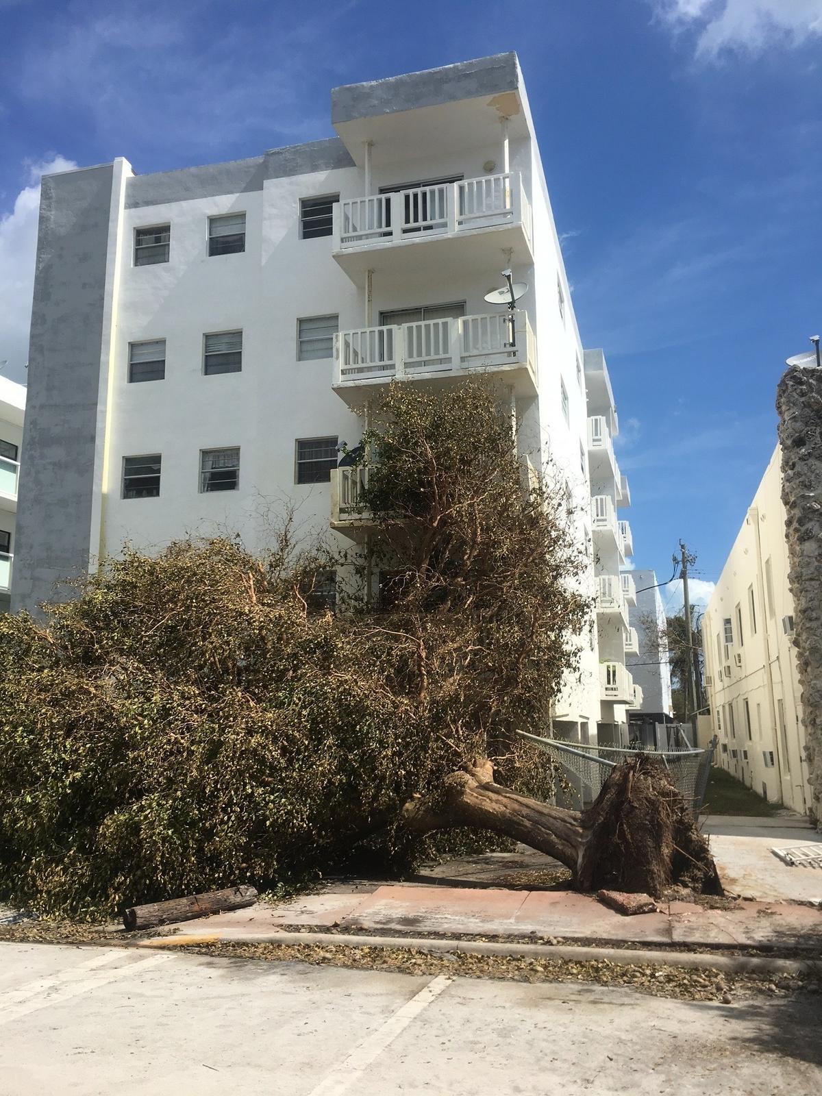 A fallen tree is pictured in 2017 at the 2001 Bay Dr. apartment building in Miami Beach owned by Surfside Mayor Charles Burkett. The tree damaged four of the building’s balconies. Repairs have not begun yet despite an open building violation at the property.