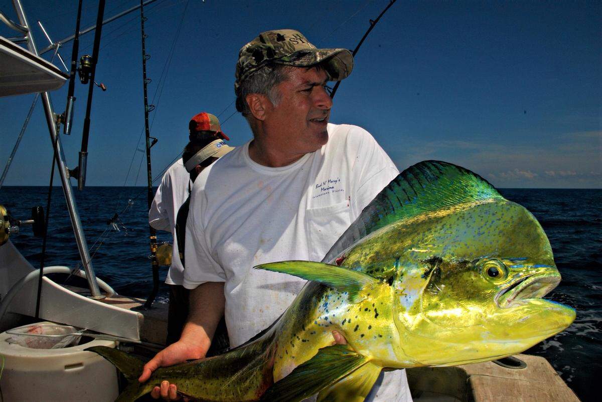 Andy Newman holds a big dolphin and looks on as more dolphin are hooked up aboard the Catch 22 Wednesday, June 10, 2009, off Islamorada in the Florida Keys. Photo by Steve Waters Waterfronts June 18