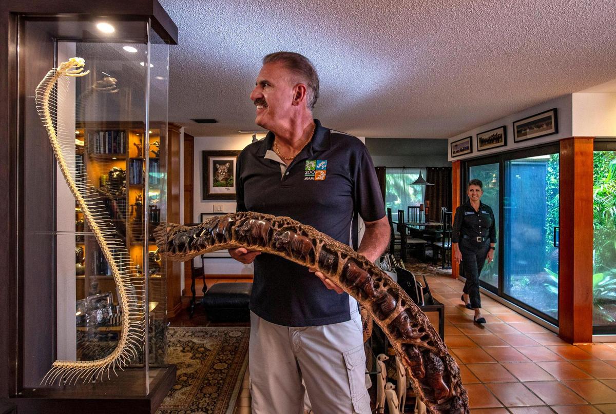 Zoo Miami’s Ron Magill, holds a wood carving from Zimbabwe of a lion, leopard, elephant, rhino and buffalo, while standing in front of an articulated skeleton of a 14-foot, 7-inch king cobra in his home in Kendall.
